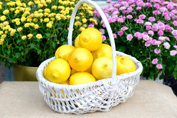 Organic fresh citrus fruits in a white wicker basket. Yellow lemons.