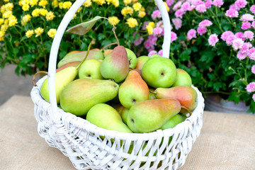Organic pears from fresh harvest in a white wicker basket on a background of garden flowers.
