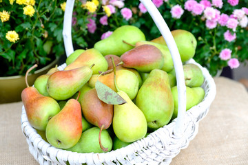Organic pears from fresh harvest in a white wicker basket on a background of garden flowers.