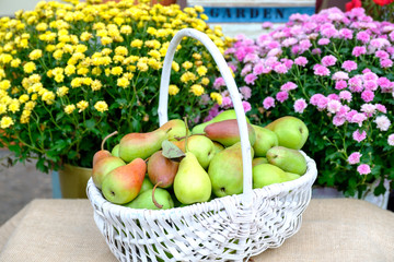 Organic pears from fresh harvest in a white wicker basket on a background of garden flowers.