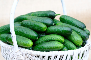 Cucumbers from fresh harvest in a white wicker basket.