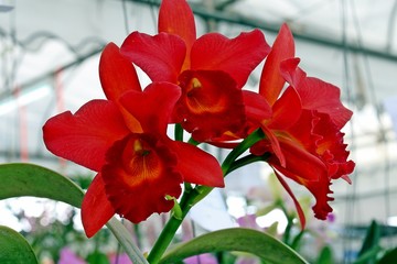 ORCHID,  be flower that the color is beautiful and the pattern look strange,  it is export goods which make money for Thai people.