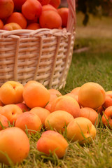 Fototapeta na wymiar Apricots lie on the grass, next to it is a full basket of apricots.