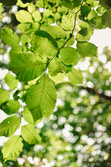 Fototapeta na wymiar Natural green background with selective focus