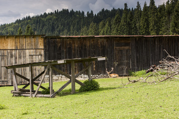 Fototapete bei efototapeten.de bestellen   