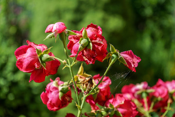 red rose bush in garden, green background and many flower heads