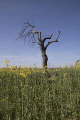 toter Baum