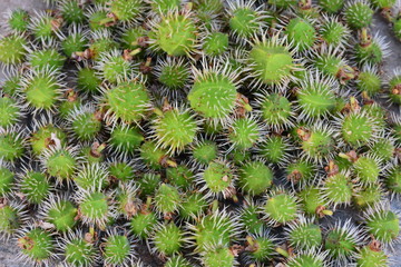 Fototapeta premium many green chestnuts together