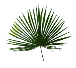 Palmier à feuilles tropicales (Livistona) sur fond blanc. Vue de dessus, mise à plat