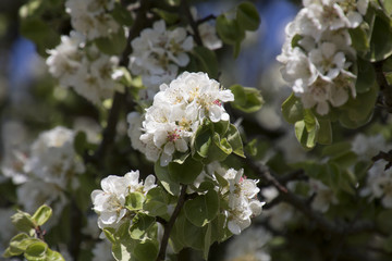 Frühling 3