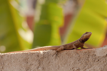 Naklejka na ściany i meble As lagartixas estão geralmente associada a habitats antrópicos ou rurais, sendo bastante comum em habitações humanas.