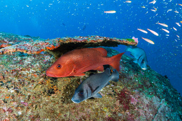 Snapper hiding under a hard coral on a tropical reef