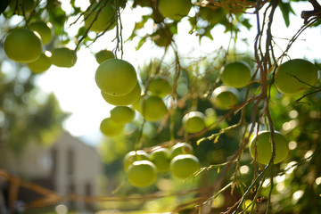 green oranges on a tree