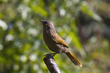 Streaked Laughing Thrush from Mukteshwar, Uttarakhand, India