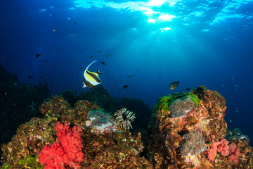 Fototapeta na wymiar Colorful tropical fish swimming around a vibrant tropical coral reef system in Asia