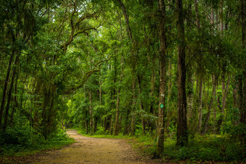 Pathway Through the Forest  - 218964630