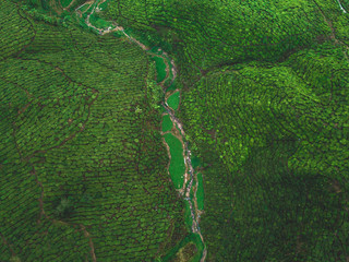 Cameron Highlands, Malaysia