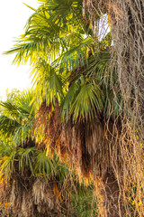 Obraz premium Palm trees in a park