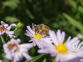 Bee collects nectar sitting on a flower. Summer day, macro photography, close-up.