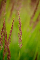 Branch with seeds on grass in nature