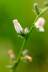 White flowers on the grass in the park