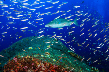 Trevally, Emperor and other predatory fish swimming over a tropical coral reef