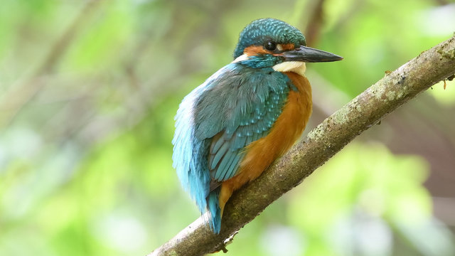 Eisvogel