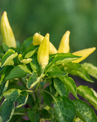 Yellow pepper on the bush in the garden