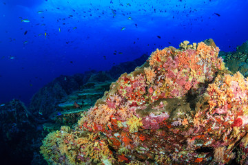Naklejka na ściany i meble A beautiful, colorful tropical coral reef system in Asia