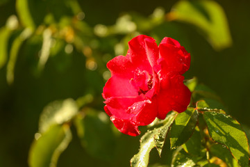 Obraz na płótnie Canvas Beautiful red flower in a park