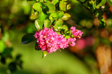 Beautiful red flower in a park