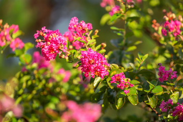 Beautiful red flower in a park