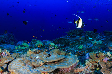 Shoals of colorful tropical fish swimming around a beautiful tropical coral reef