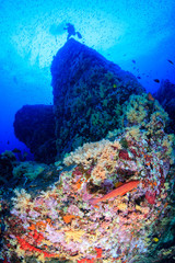 Shoals of colorful tropical fish swimming around a beautiful tropical coral reef
