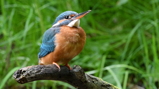 Eisvogel