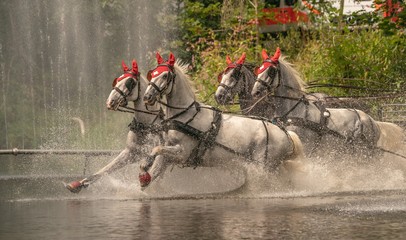 Motiviertes Pferdegespann im Wasser-Hindernis