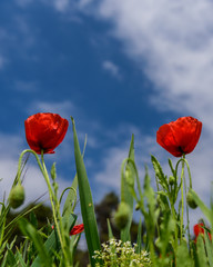 Sun on poppies in Catalunya with blue sky