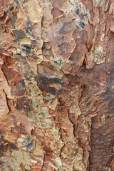 bark of a tree