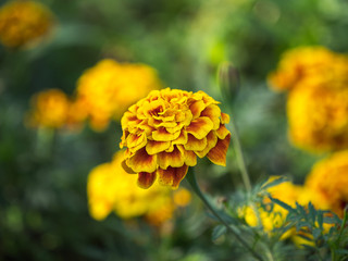 bright orange flower barchtza close-up outdoors sunny