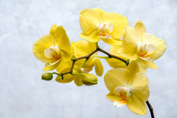 The branch of yellow orchids on white fabric background 