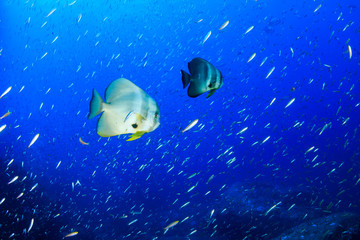 Large, beautiful Batfish (Spadefish) in blue water on a tropical coral reef
