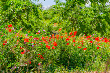 Poppies field with Almond trees 