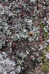 ivy on wall