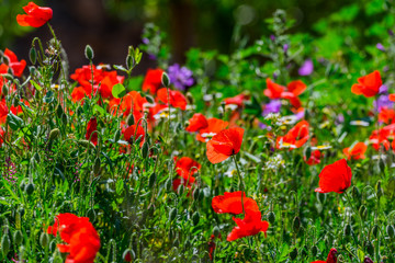 Sun on poppies copy space for text