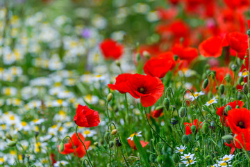 Sun on poppies copy space for text