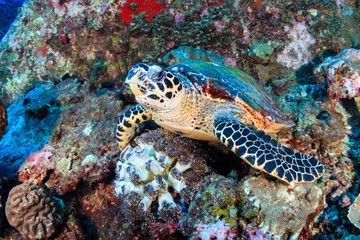 A curious Hawksbill Sea Turtle on a tropical coral reef