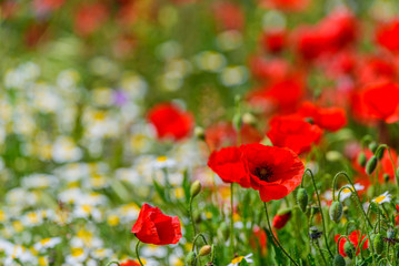Obraz premium Sun on poppies copy space for text