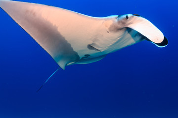 A majestic Oceanic Manta Ray swimming in clear blue water on a tropical coral reef in Asia