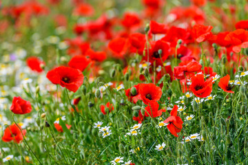 Sun on poppies copy space for text