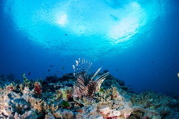 Fototapeta na wymiar A beautiful Lionfish hunting on a colorful tropical coral reef
